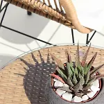 アパートホテル Sea & Stone Mykonos 4*